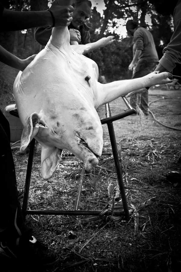 The pig © by matheu.es
