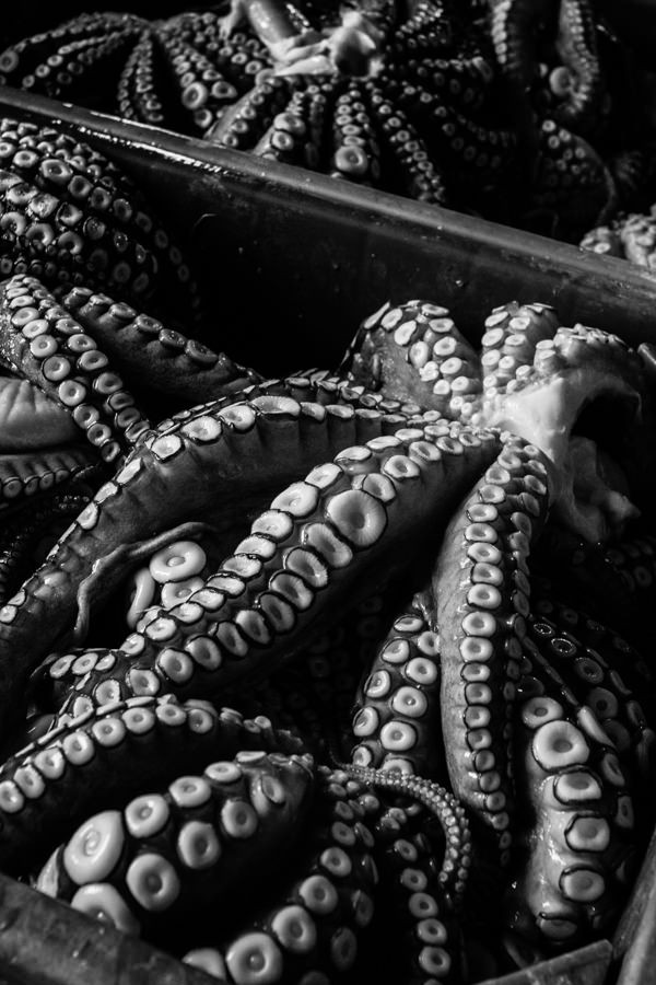 Octopuss © by matheu.es